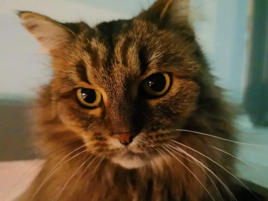 Ein Bild von Katze Lucy