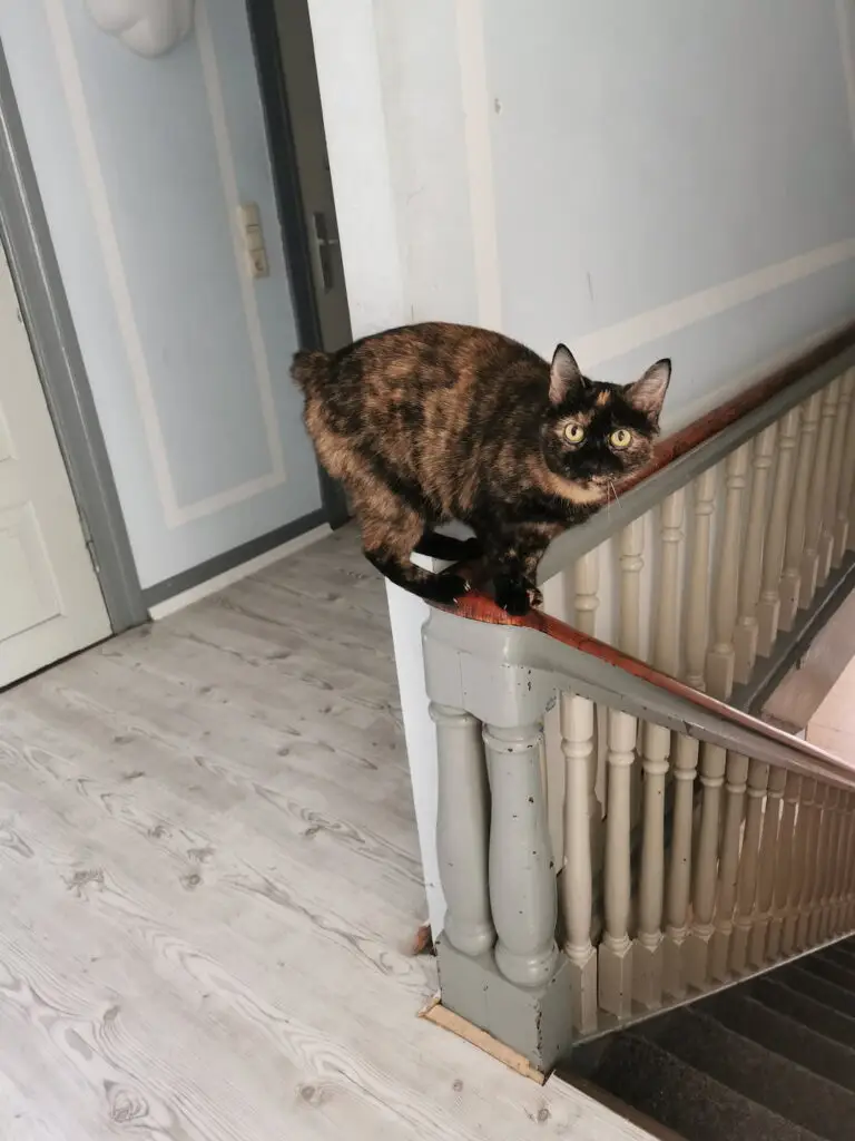 Ein Bild von Katze Ola