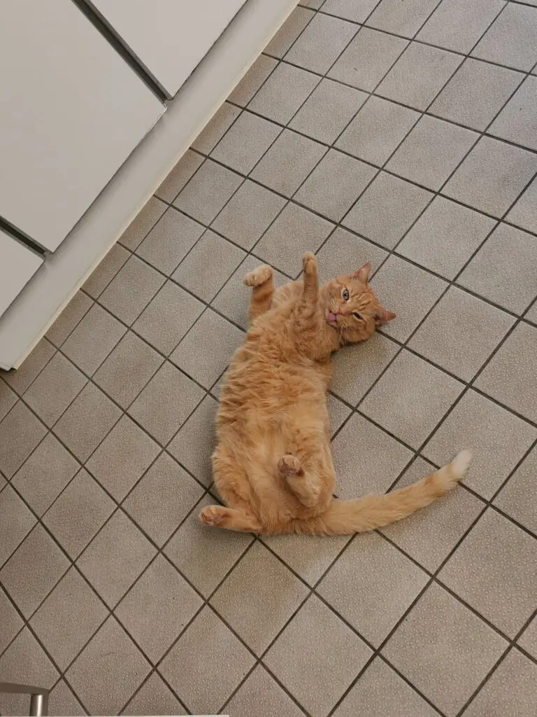 Ein Bild von Katze Uther