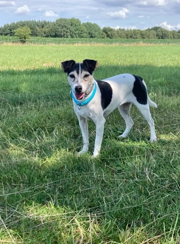 Ein Bild vom Hund Lovis