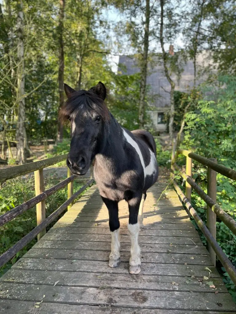 Ein Bild von Vepja, Pferd