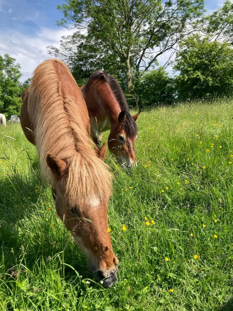 Ein Bild von Pferd Kari