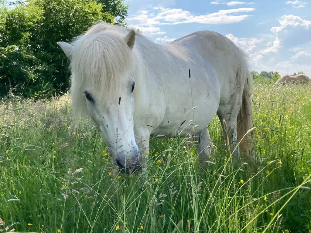 Ein Bild von Pferd Sunny