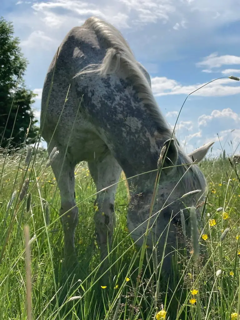 Ein Bild von Pferd Sunny