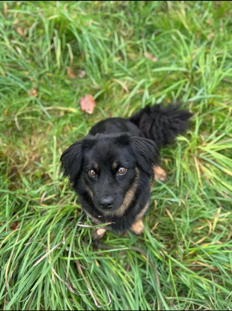 Ein Bild vom Hund Lucy