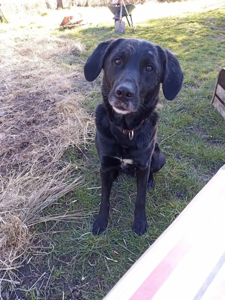 Ein Bild vom Hund Oswald