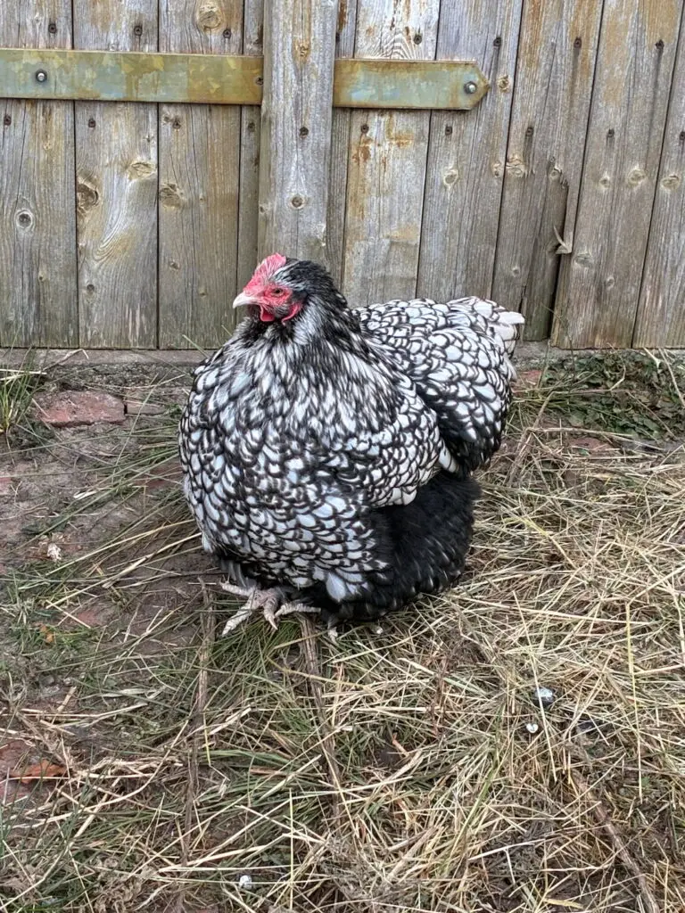 Ein Bild vom Huhn Lily