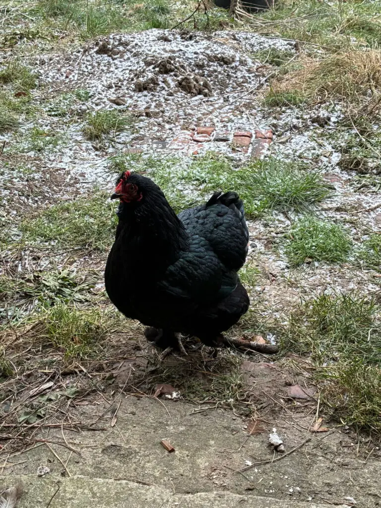 Ein Bild vom Huhn Tinte